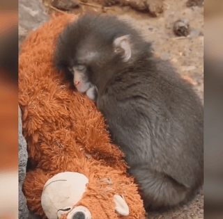 Одинокая обезьянка Панч умилила сеть объятиями с игрушкой: теперь детеныш нашел друзей (видео)