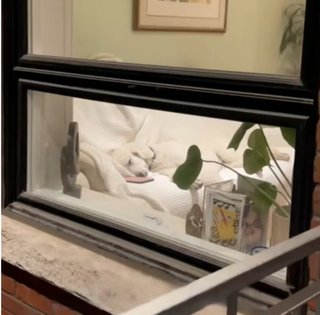 Собаке не разрешают спать на диване: сеть покорило то, что неожиданно разоблачили владельцы (фото)