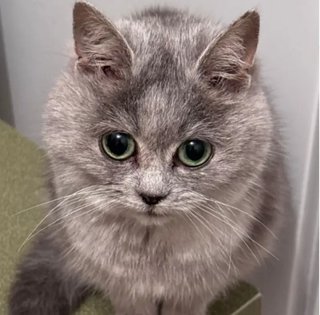 Дівчина завела кошеня з України: через кілька місяців вона зрозуміла, що щось пішло не так (фото)