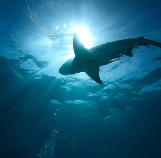 Регіон, що не має виходу до моря, буквально кишить акулами: як хижаки змогли пробратися сюди (фото)