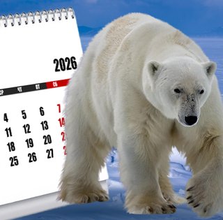 "Невидимый" крупнейший наземный хищник: белый медведь носит яд, способный убить человека