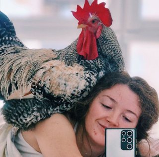 Домашний любимец: украинка держит петуха в доме вместо кота или собаки (видео)