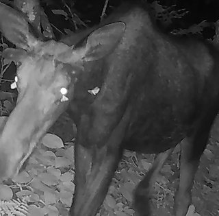 Редкое событие: впервые ученые записали на камеру, как мотыльки пьют слезы лося (видео)