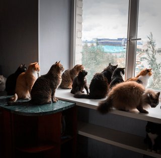 "Они что-то планируют": неожиданное "собрание" котов озадачило сеть (фото)