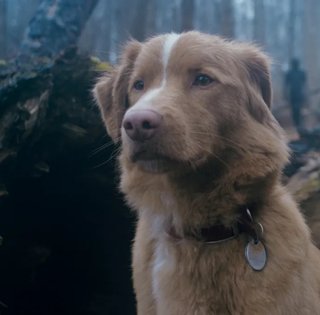 Первая в мире собака получила голливудскую награду за роль в кино: как превратить пса в актера