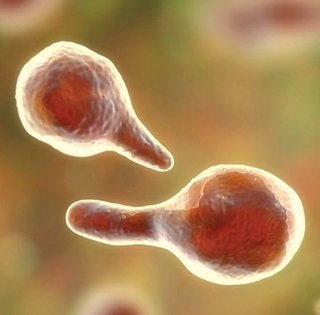 На МКС щось дивне сталося з вірусами: вони стали більш небезпечними (фото)