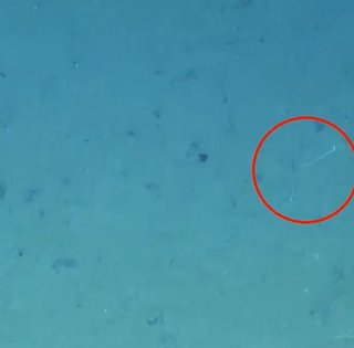 Прячет голову в песок на глубине 4100 метров: в океане нашли очень странное существо (видео)