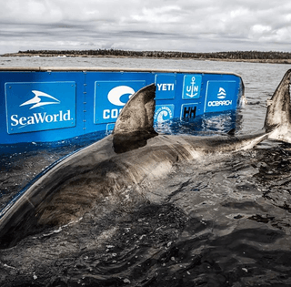 Найбільша біла акула повернулася до США: вчені розкривають небезпечні таємниці океану (відео)