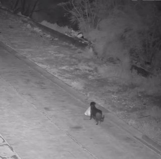 В Италии мужчина научил собаку незаконно выбрасывать мусор: "схему" разоблачили правоохранители (видео)