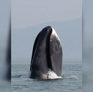 До 5 метрів завдовжки: названо тварину з найбільшим ротом на Землі (відео)