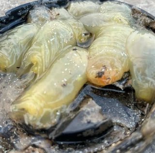 На пляж у Британії викинуло загадкову морську істоту (фото)