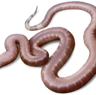 В ящике музея обнаружили новую древнюю змею: ученые говорят, что она "странная"