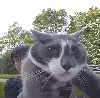 "Погляньте на цього поганця": реакція кота на "повернення додому" розсмішила мережу (відео)