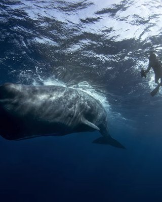 300-летняя шутка китобоев: как кашалоты на самом деле получили свое название