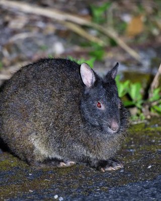 Назван самый необычный кролик в мире: живое ископаемое готического вида (видео)
