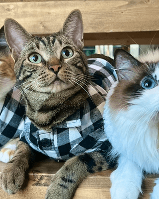 Родители принесли новорожденного ребенка домой — что в ответ сделал кот