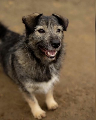 Нашли замерзшую и напуганную: 2-летняя собака Кири ищет новый дом