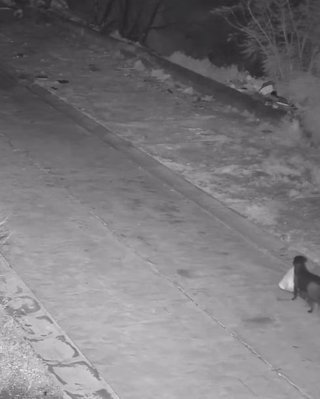 В Италии мужчина научил собаку незаконно выбрасывать мусор: "схему" разоблачили правоохранители (видео)