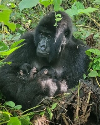В Африке у горной гориллы родились невероятно редкие близнецы (видео)
