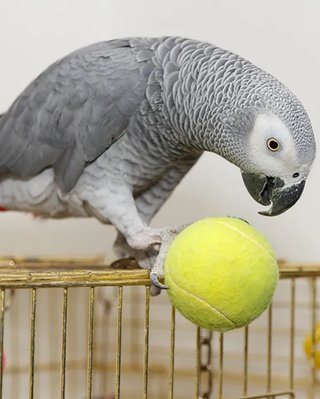 Попугай-британец пропал на четыре года, а вернувшись, заговорил на испанском: где его носило