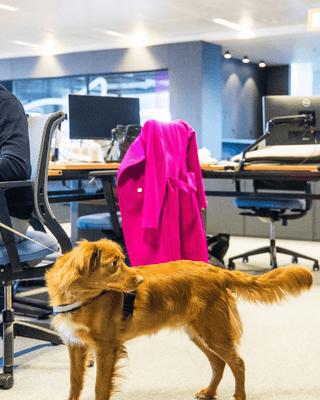 Конкуренция за кадры: как pet-friendly офис влияет на рынок труда