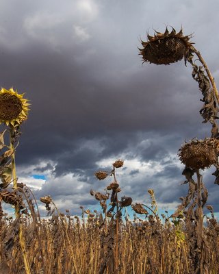 Засуха в Украине