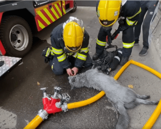 Порятунок Боні: ЗМІ показали, як почувається хаскі після пожежі в Рівному (фото, відео)