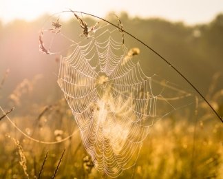 Бабине літо 2022: коли воно настане та від чого це залежить