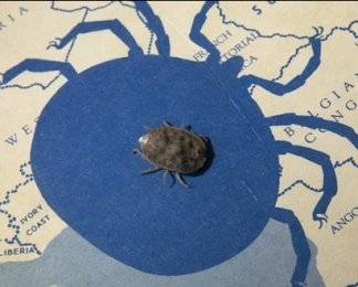 Ученые выяснили, какое существо на Земле может прожить полжизни без еды