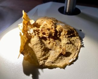 Вік 380 млн років. У доісторичній рибі знайшли найстаріше у світі серце (фото)