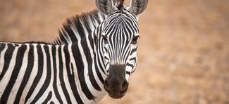 одомашнивание зебр