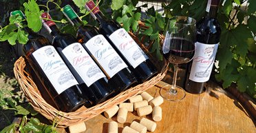 Мускат и травы. Где и как отдыхать под Херсоном