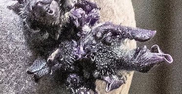 Знищіть його вогнем: на борту МКС знайдено об'єкт зі щупальцями, схожий на "Чужого" (фото)