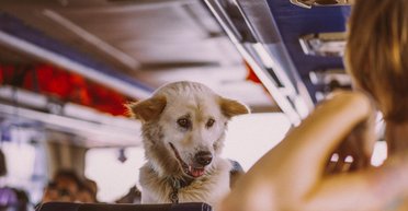 Кабмін запровадив правила транспортування тварин в автобусах: як тепер возити собак та котів