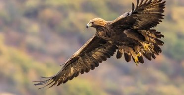 Їх не бачили понад 150 років: культові птахи нарешті можуть повернутися в Англію (відео)