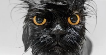 Купатися — це погано: учені розповіли, чому кішки насправді не люблять воду