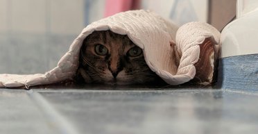 Майстри вбивств і тортур: кішки еволюціонували, щоб винищувати комах (відео)