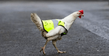 Курица живет в отеле и любит путешествовать: ей купили специальную куртку для "приключений"