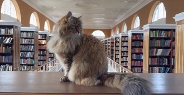 Самый ученый кот в мире: в Оксфорде работает необычный сотрудник по кличке Исси