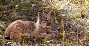 Мужчина нашел брошенного котенка на пороге дома: через некоторое время он осознал, как сильно ошибался (фото)