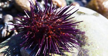 В океане обитает мозг, покрытый колючками: из-за него придется переписать учебники