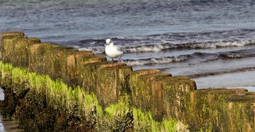 Такого не было более века: в Балтийском море ученые обнаружили рекордную аномалию