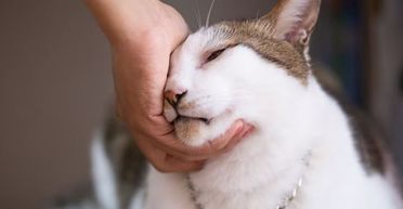 М'яцкайте ваших котиків — їм це подобається: вчені дали цікаву пораду