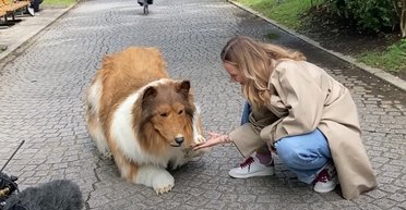 Стесняется своего хобби: мужчина потратил $15 тысяч, чтобы превратиться в собаку (видео)