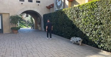 Арнольд Шварценеггер показав свою прогулянку з домашньою свинкою (відео)