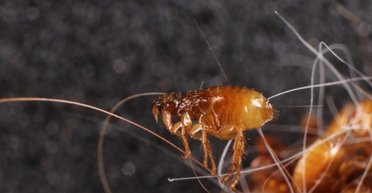 Нашестя бліх відродило давню недугу: хворобі щонайменше 500 років і люди вважали, що здолали її