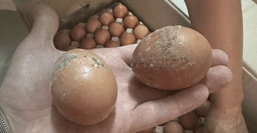 "Прямые коррупционные риски": член Антикоррупционного совета остро раскритиковал выборочные подходы ГОТ к поставщикам еды для армии, — СМИ