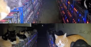 Залезли погреться: бездомные коты "положили" биткойн-ферму, вызвав миллионные убытки (фото)