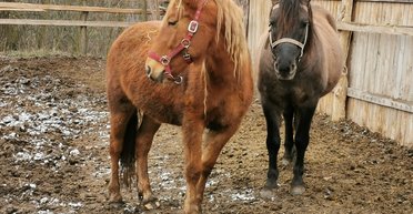 Чернобыльские пони. Как в Украине возрождают породу полесских лошадей