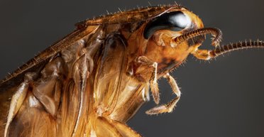 Тараканы не единственные насекомые, способные пережить ядерную войну, - ученые
